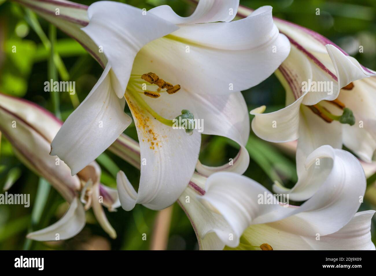 Formosa Lily, Basunlilja (Lilium formosanum) Stock Photo