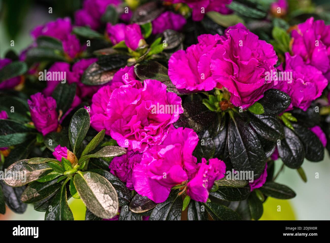 Azalea, Fönsterazalea (Rhododendron simsii) Stock Photo