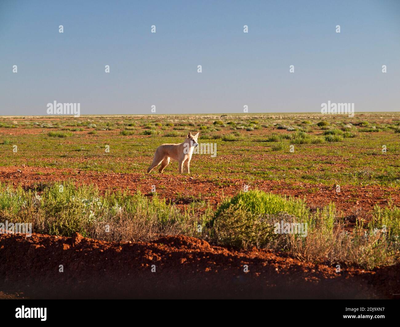 Dingo (Canis lupus dingo)  by the William Creek - Coober Pedy Road, South Australia Stock Photo