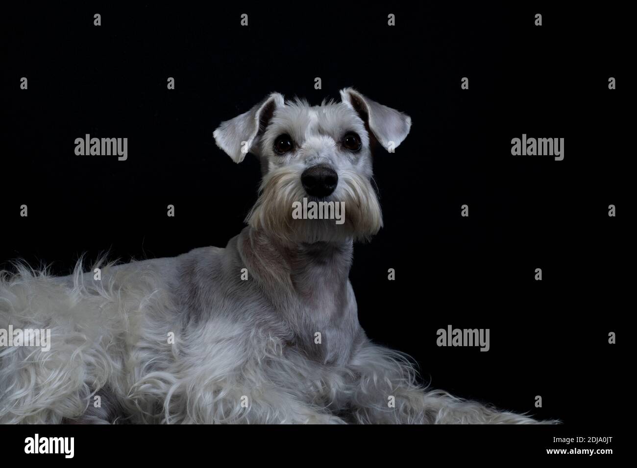 Silver white Schnauzer dog posing with black background Stock Photo - Alamy