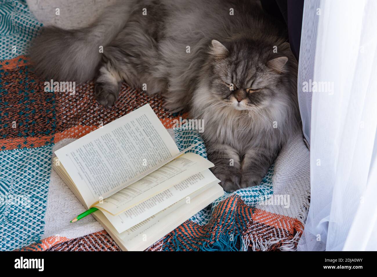 14+ Thousand Cat Reading Book Royalty-Free Images, Stock Photos & Pictures