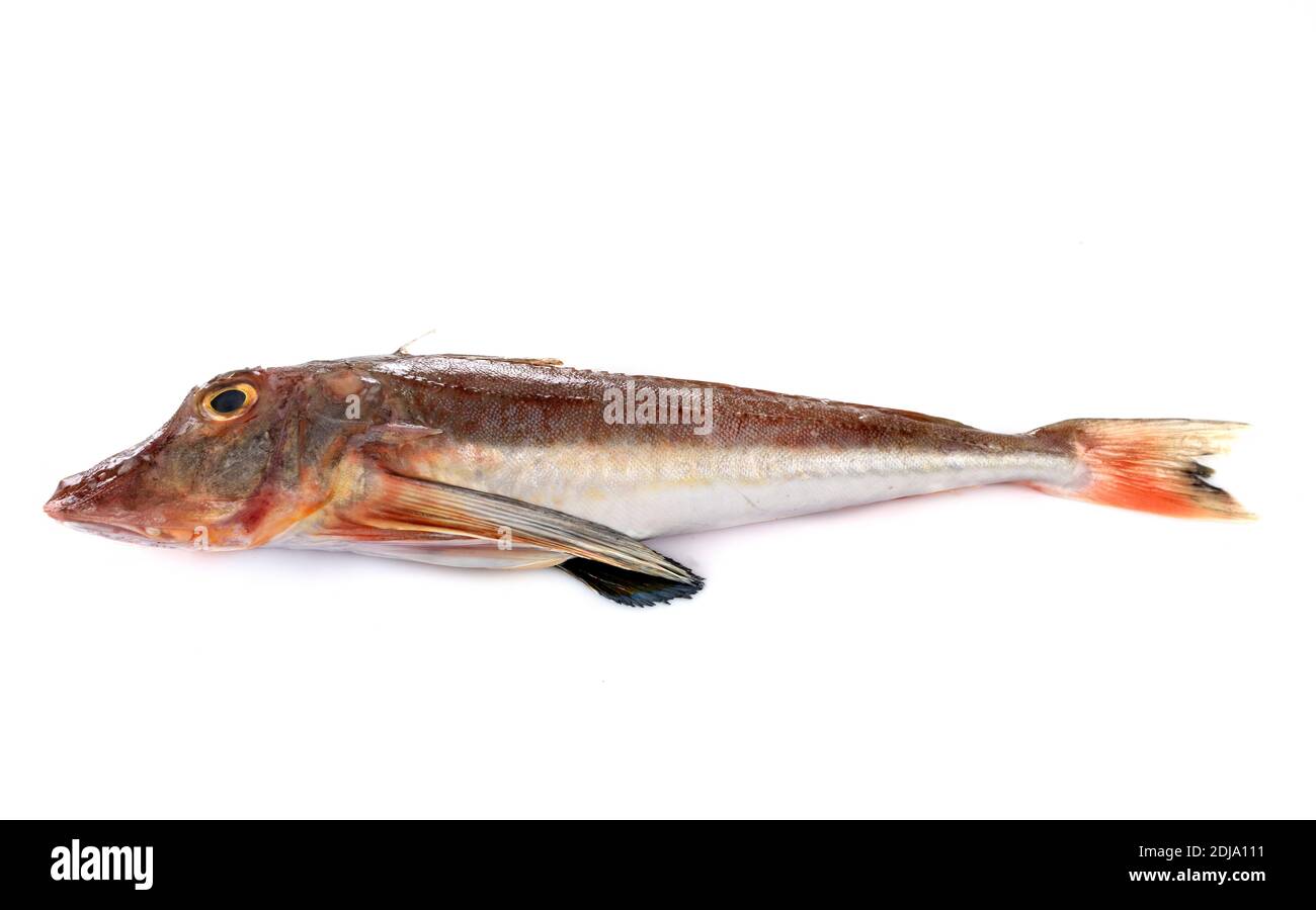 Tub gurnard in front of white background Stock Photo Alamy