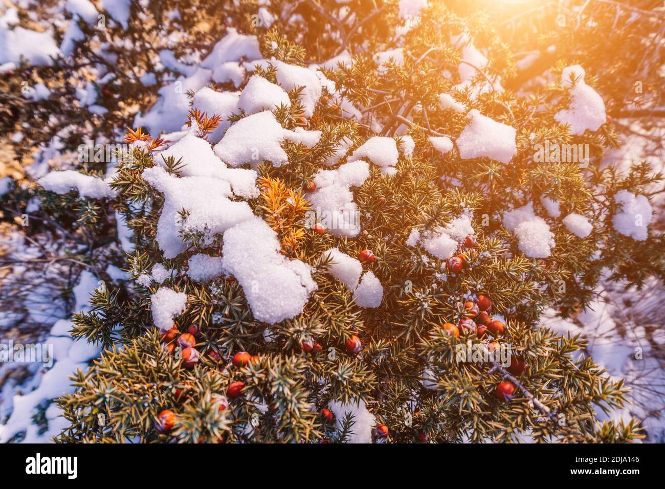 Juniper branches and cones under snow and ice, illuminated by sunlight. Juniperus oxycedrus. Winter time. juniper berries under snow. The concept of Stock Photo