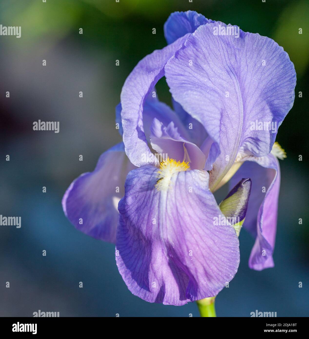 'Empress of India'  Tall Bearded Iris, Skäggiris (Iris germanica) Stock Photo