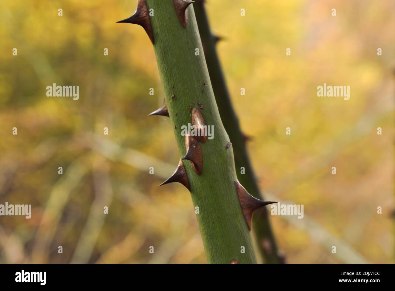 Branch of a bramble bush with thorns at the forest Stock Photo Alamy