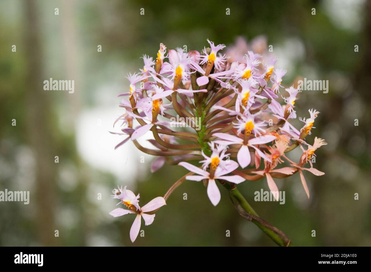 A selective focus shot of beautiful epidendrum secundum flowers in the garden Stock Photo