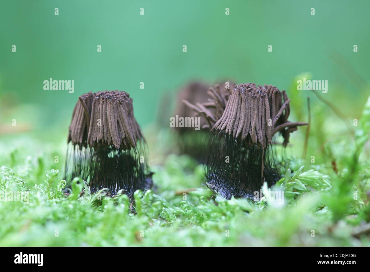 Stemonitis fusca, tube slime mold from Finland with no common english name Stock Photo