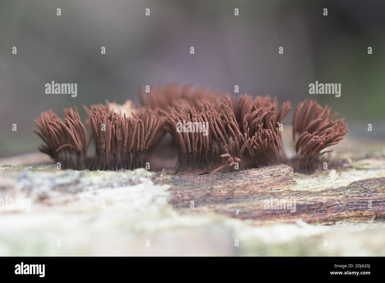 Stemonitis axifera, known as the chocolate tube slime mold or mould Stock Photo