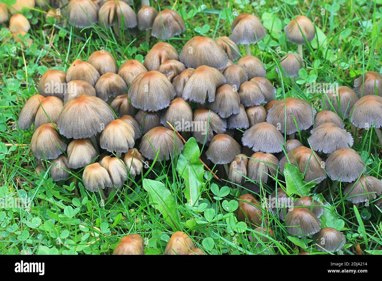 Coprinellus micaceus, also called Coprinus micaceus, commonly known as Glistering Inkcap, wild mushroom from Finland Stock Photo