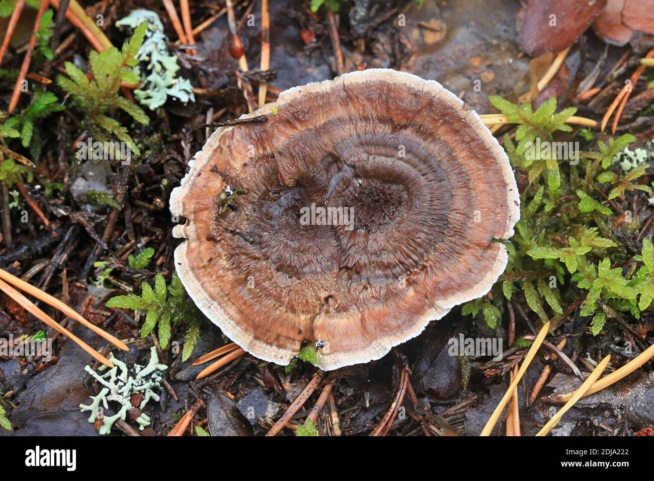 Phellodon tomentosus, also called Hydnum tomentosum, commonly known as Woolly Tooth, wild fungus from Finland Stock Photo