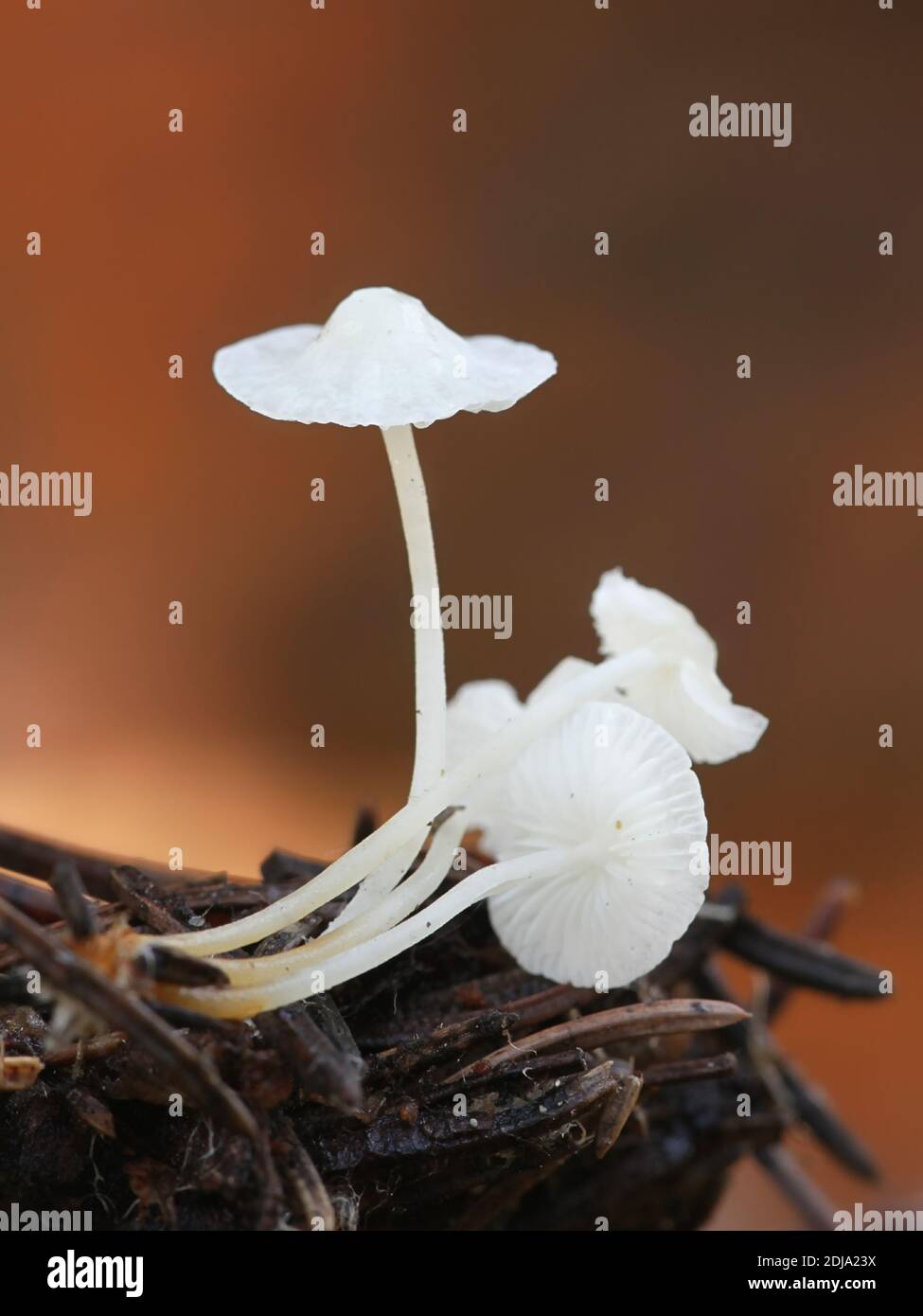 Hemimycena lactea, also called Mycena delicatula, commonly known as milky bonnet, wild mushroom from Finland Stock Photo