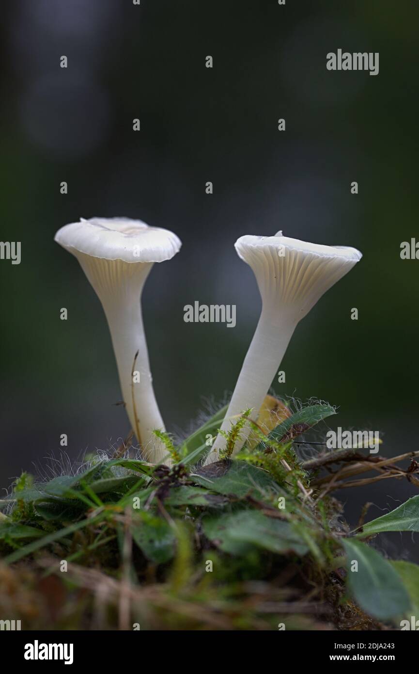Cuphophyllus virgineus, known as the snowy waxcap, wild mushroom from Finland Stock Photo
