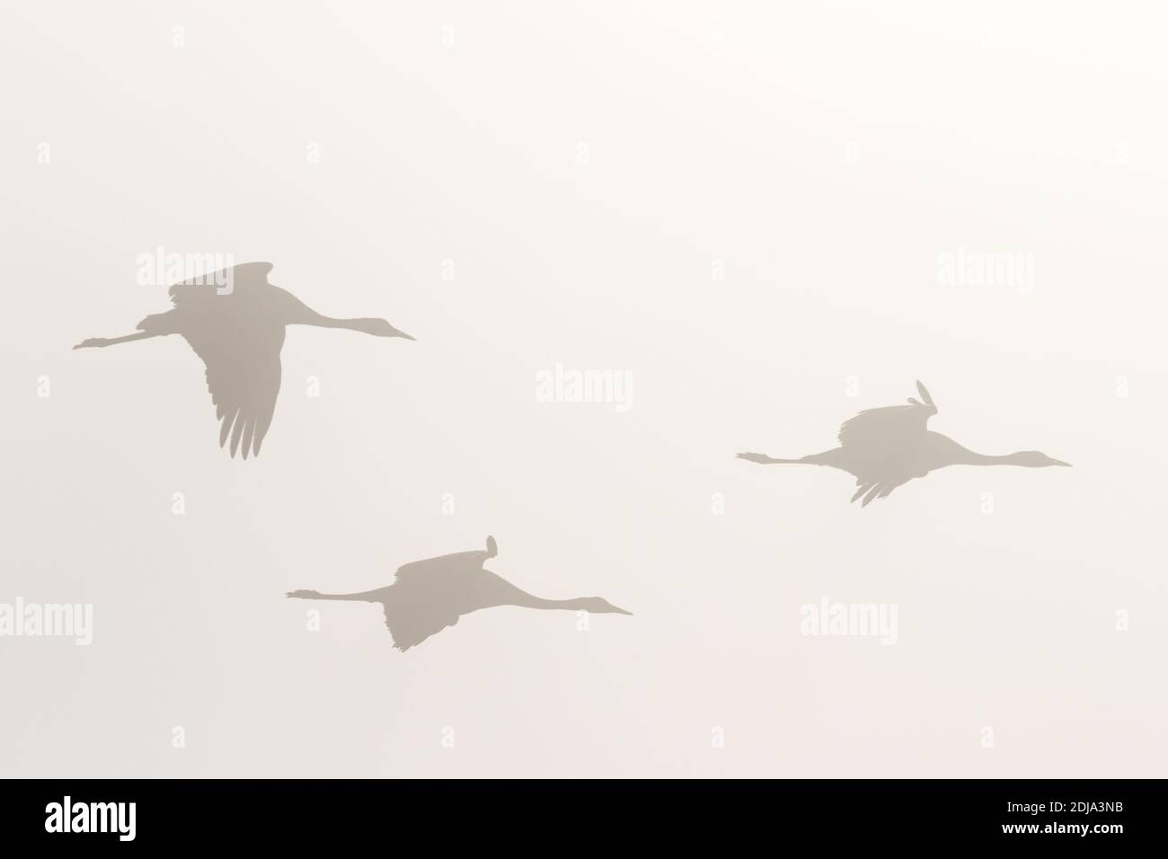 Cranes flock on the misty sky Stock Photo