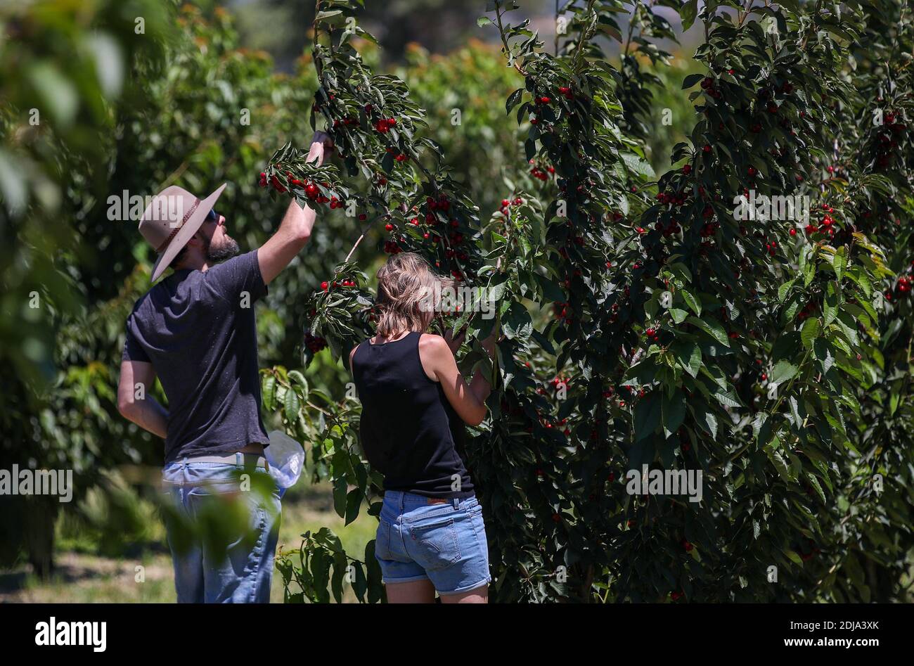 Money falling on trees hires stock photography and images Alamy