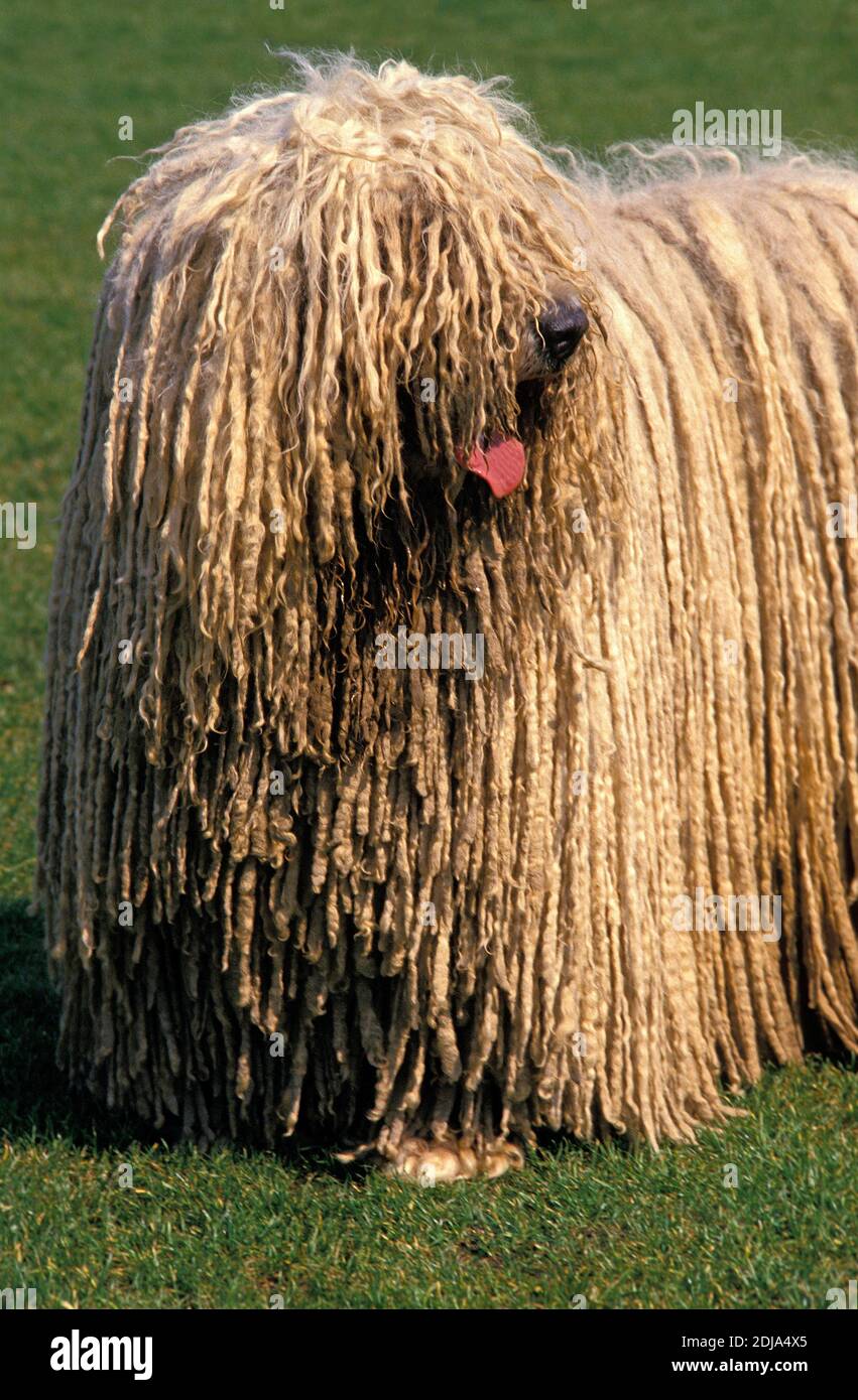 Komondor Dog standing on Grass Stock Photo