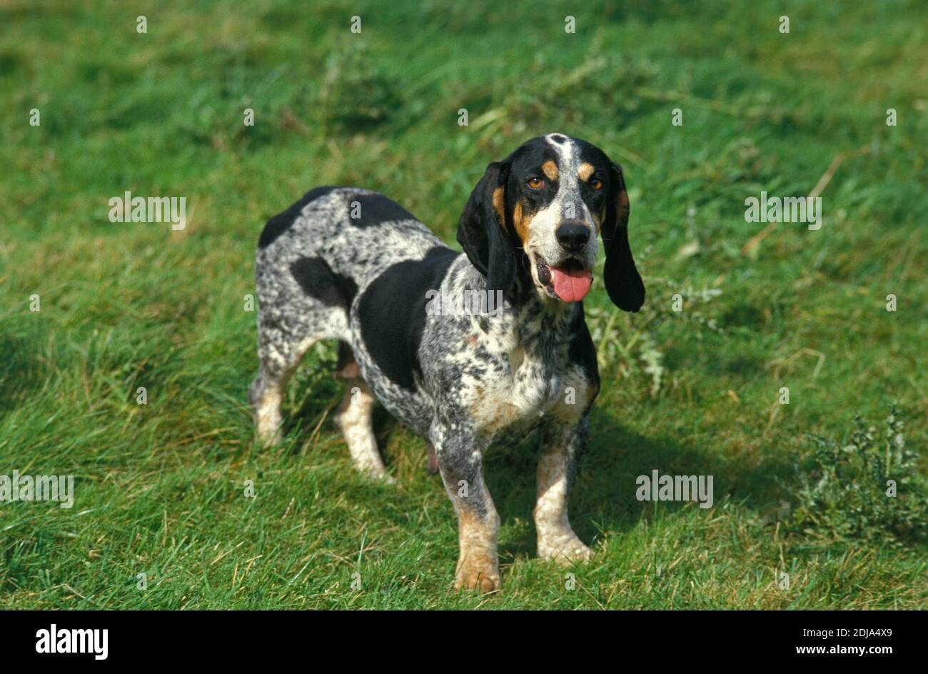 are basset bleu de gascogne noisy