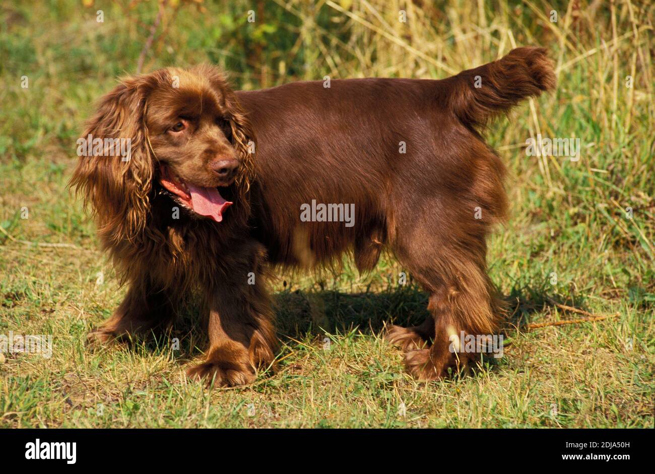 Sussex spaniel cheap price