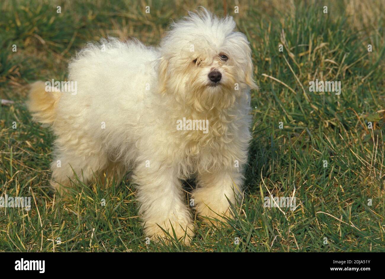 Bolognese Bichon Dog standing on Grass Stock Photo Alamy