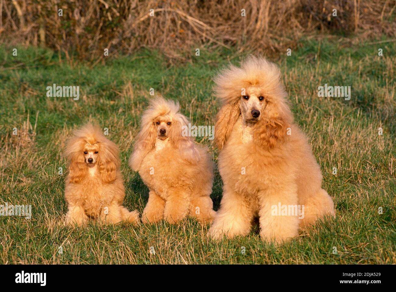 Apricot Toy, Standard and Giant Poodle sitting on Grass Stock Photo Alamy