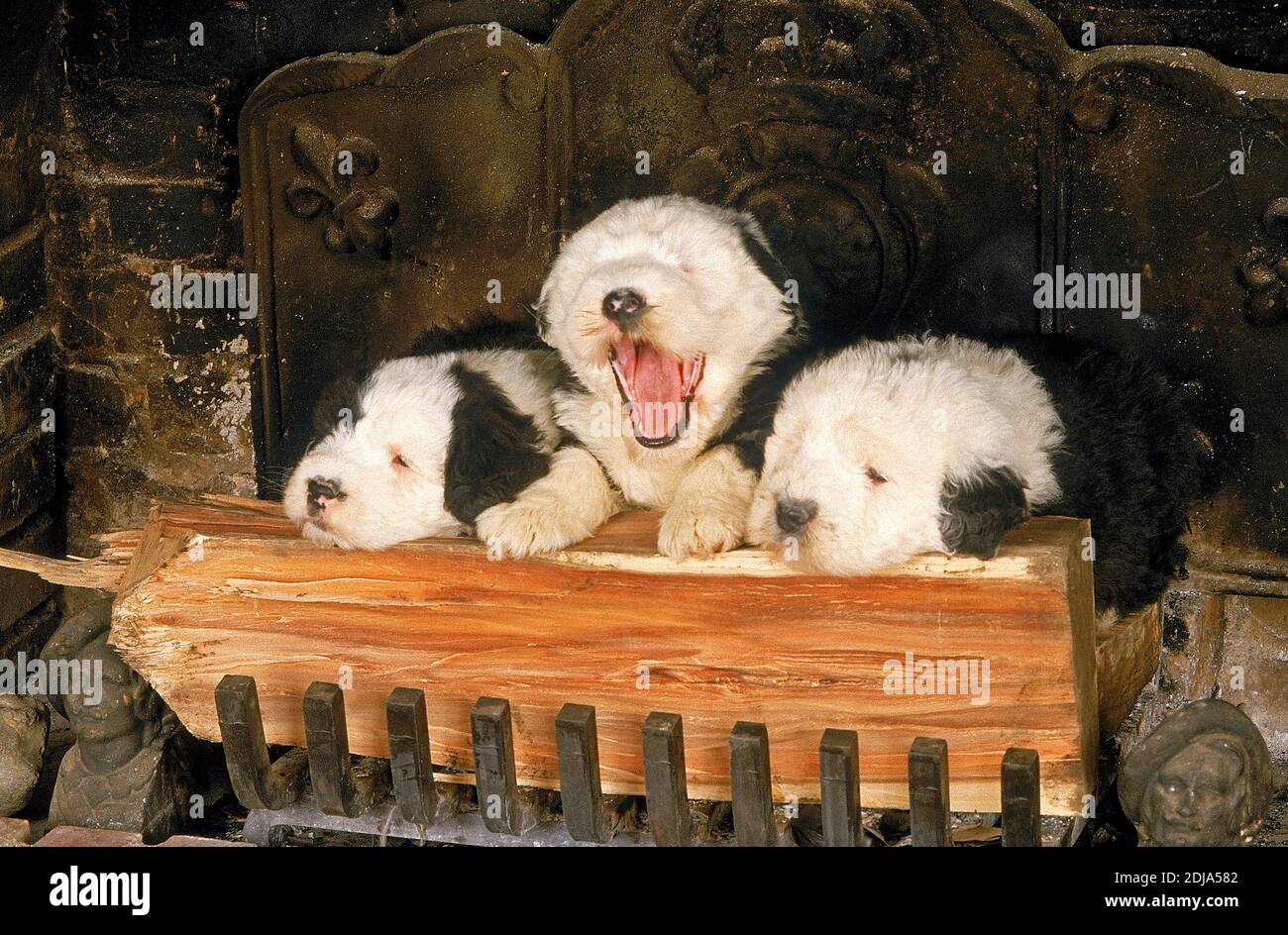 Newborn Old English Sheepdog Stock Photo - Image of hands, infant: 21647180