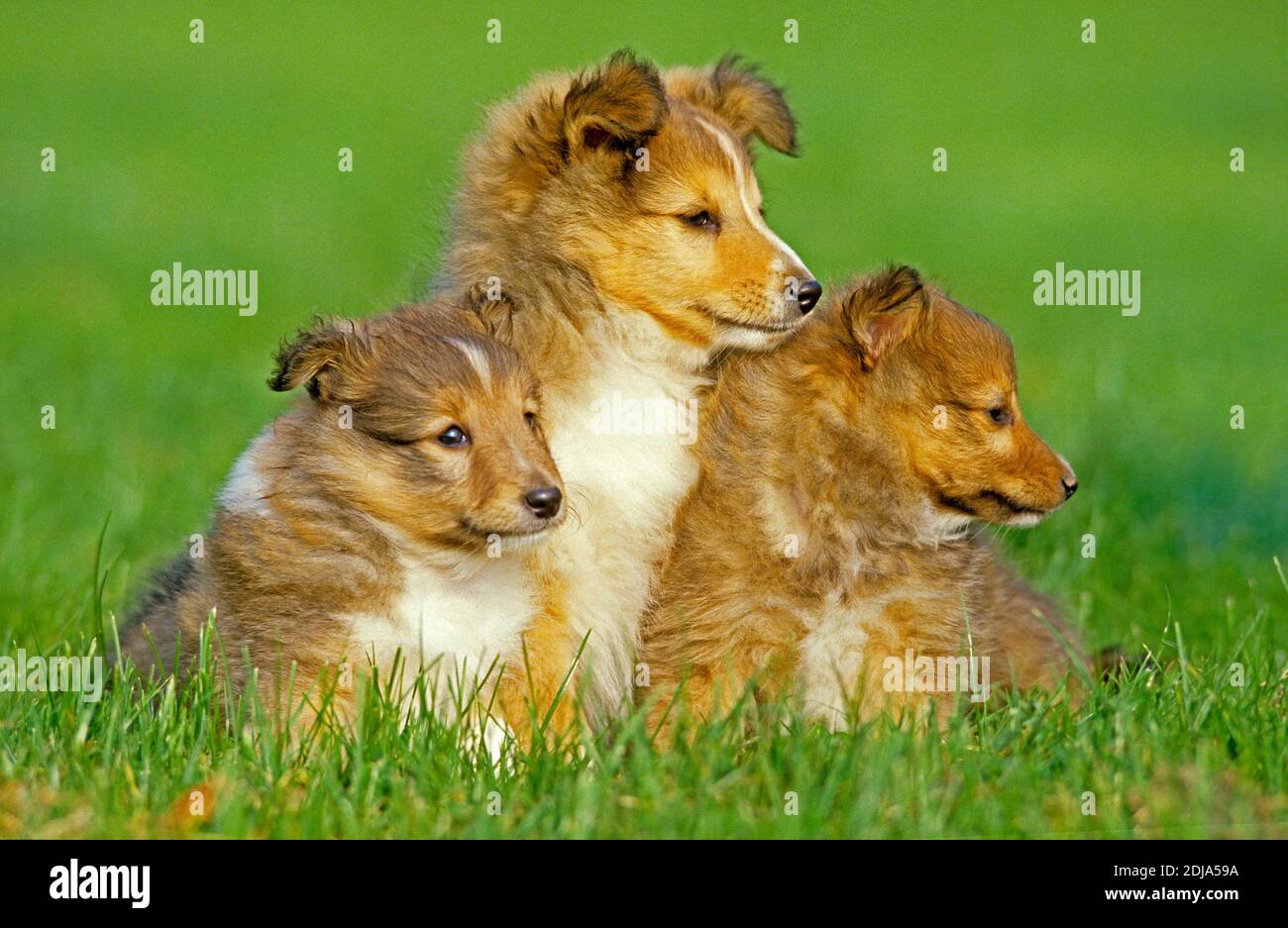 Shetland Sheepdog, Pup sitting on Grass Stock Photo - Alamy