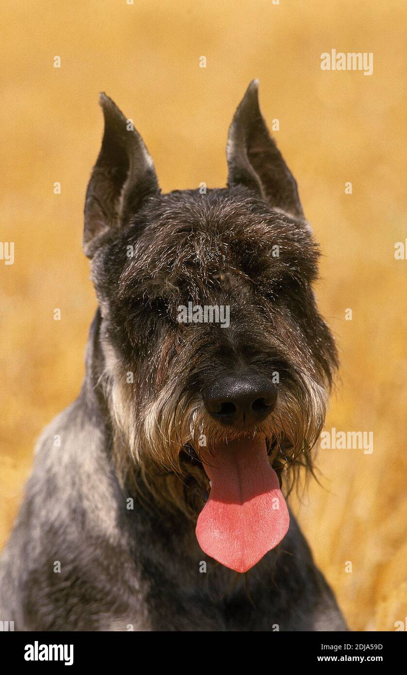 Giant Schnauzer Dog, Portrait with Tongue out (Old Standard Breed with ...