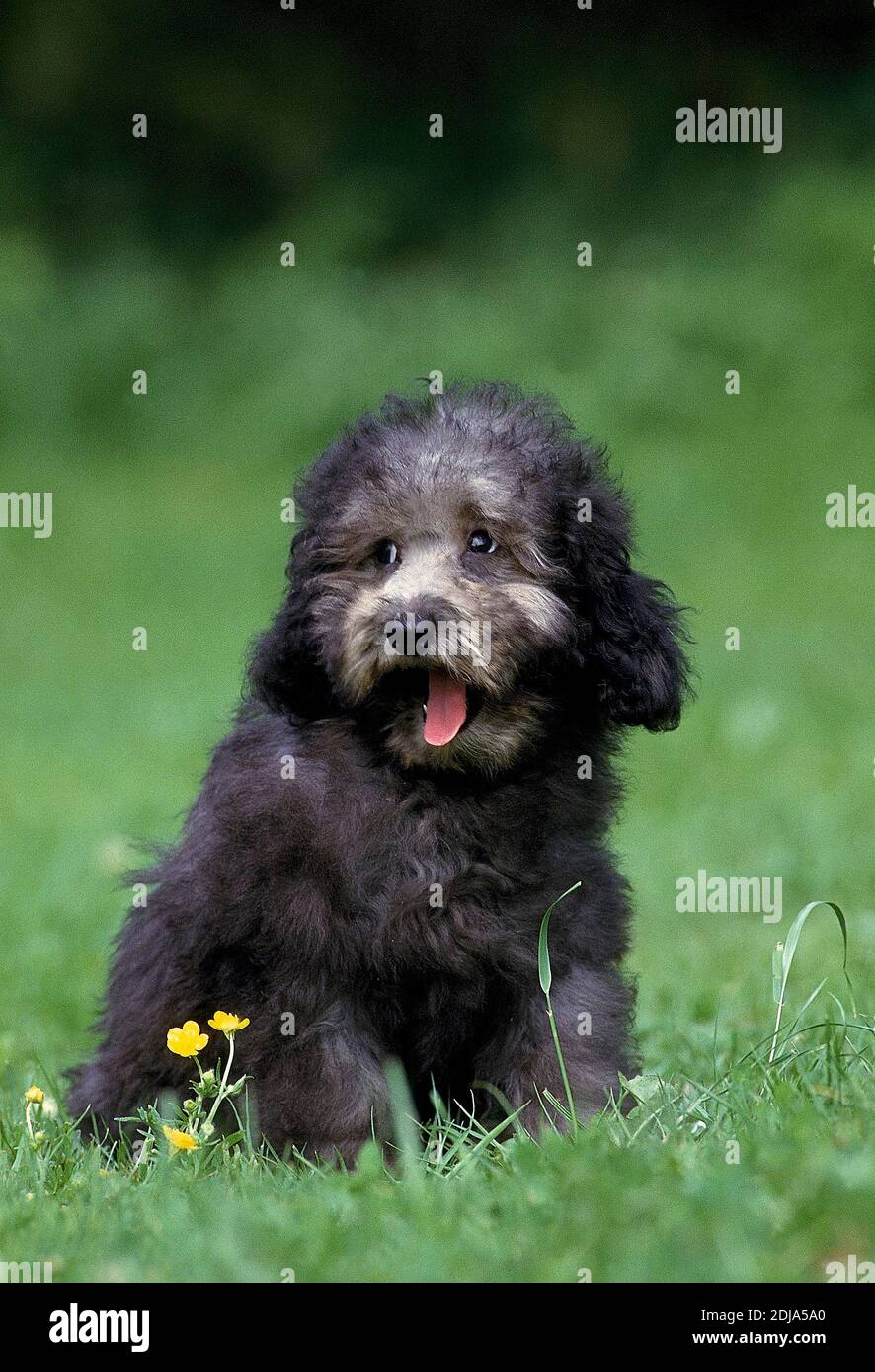 Grey standard poodle hi-res stock photography and images - Alamy