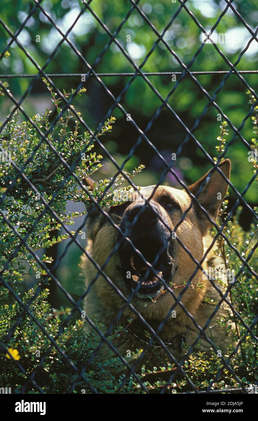 German Shepherd Dog Barking, Guarding House Stock Photo Alamy