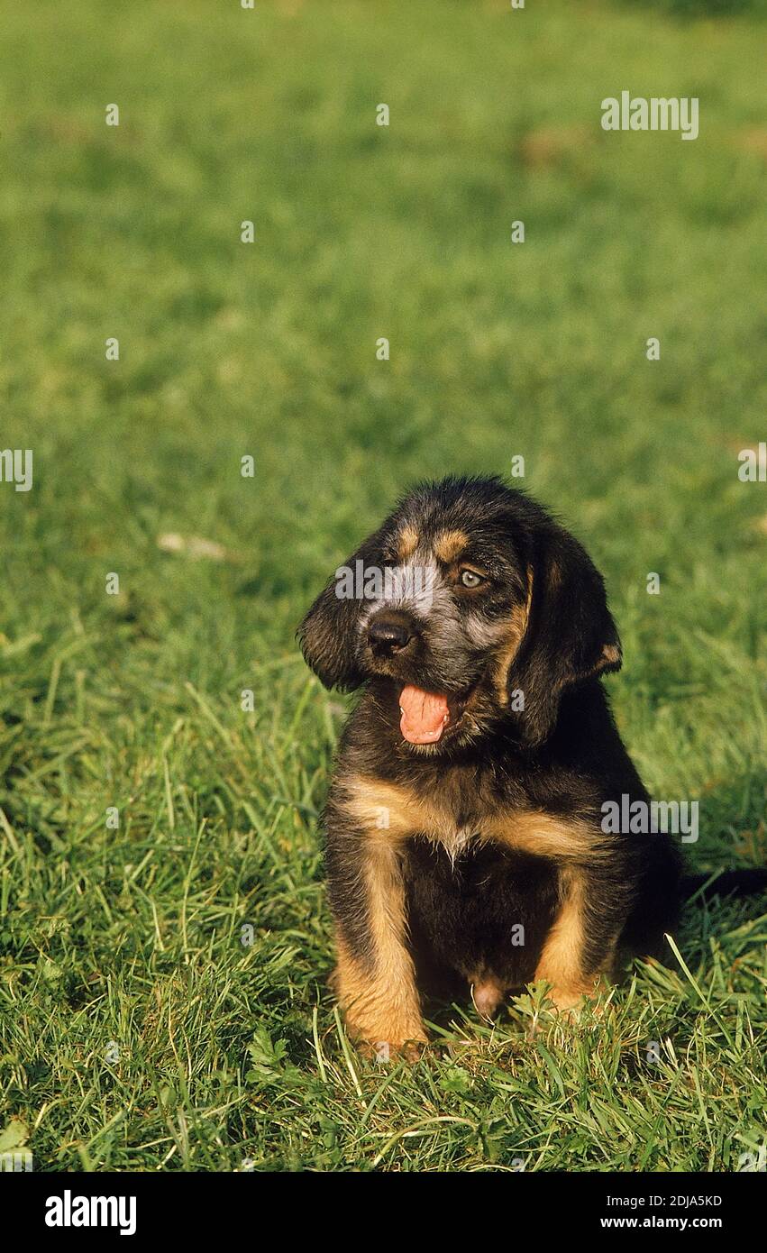 Griffon Nivernais Dog, Pup sitting on Grass Stock Photo
