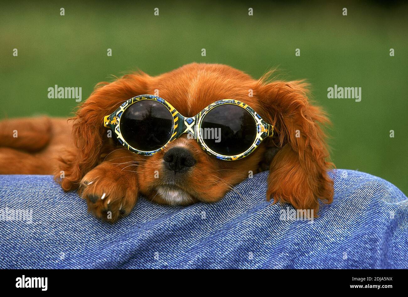 Cavalier charles spaniel sunglasses hi-res stock photography and images - Alamy