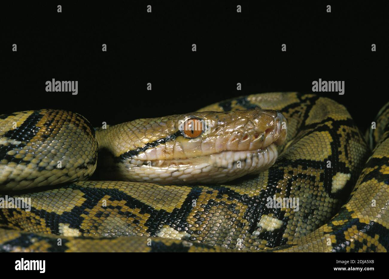 Reticulated Python, python reticulatus Stock Photo - Alamy