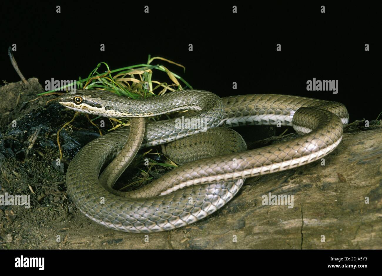 Schokari sand racer hi-res stock photography and images - Alamy