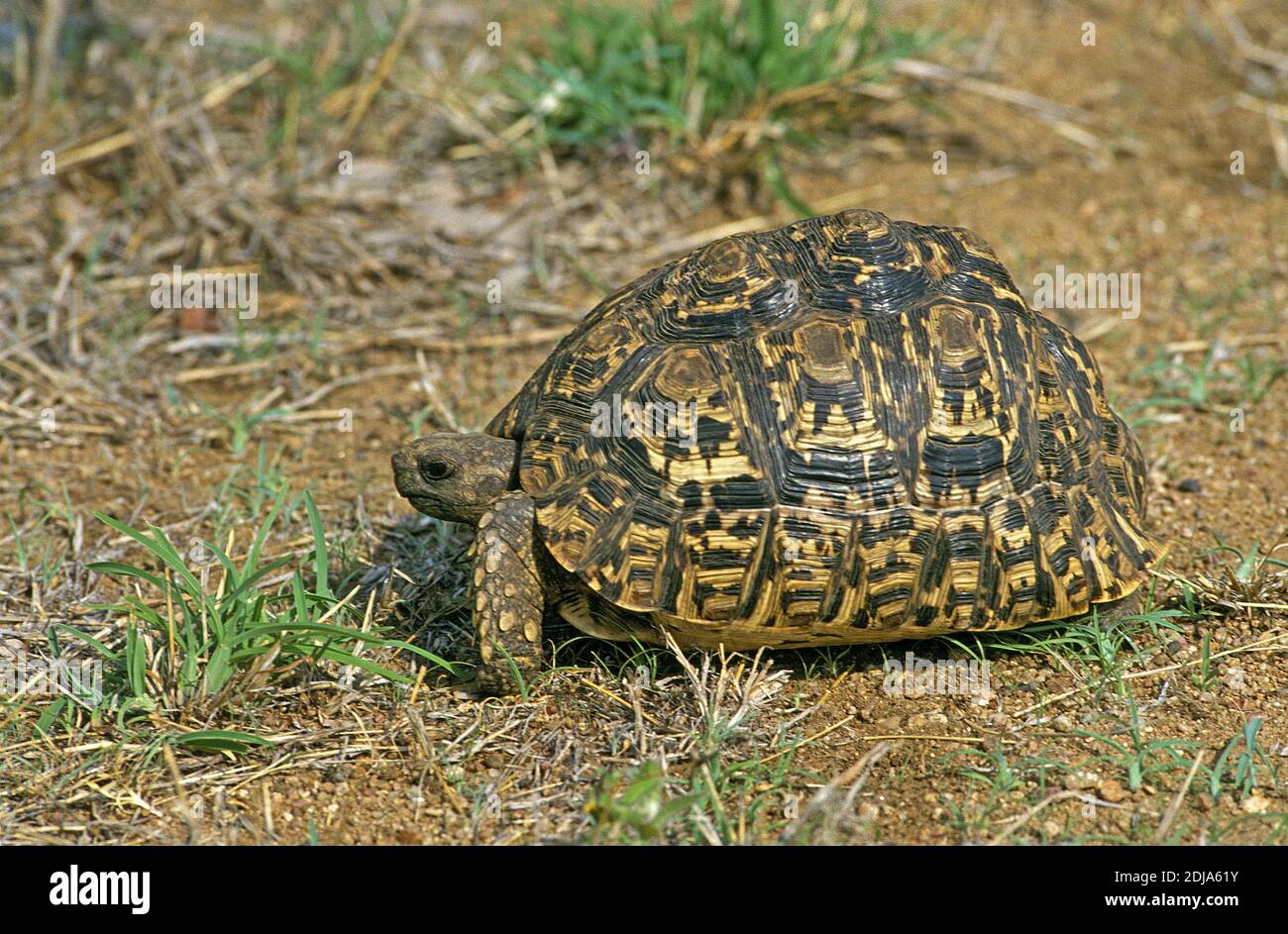 Leopard Tortoise, geochelone pardalis, Kenya Stock Photo