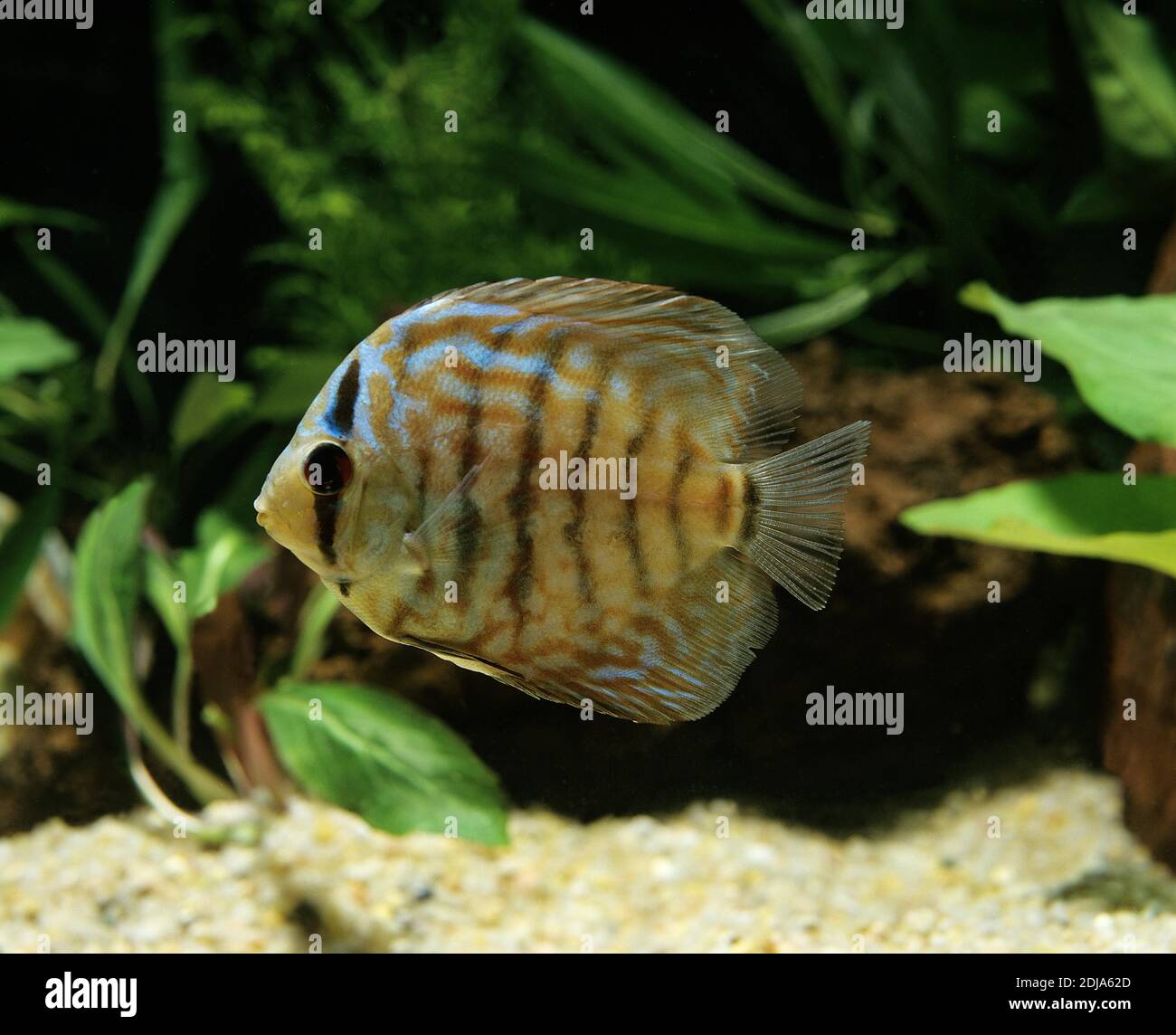 Discus Fish, symphysodon aequifasciatus Stock Photo