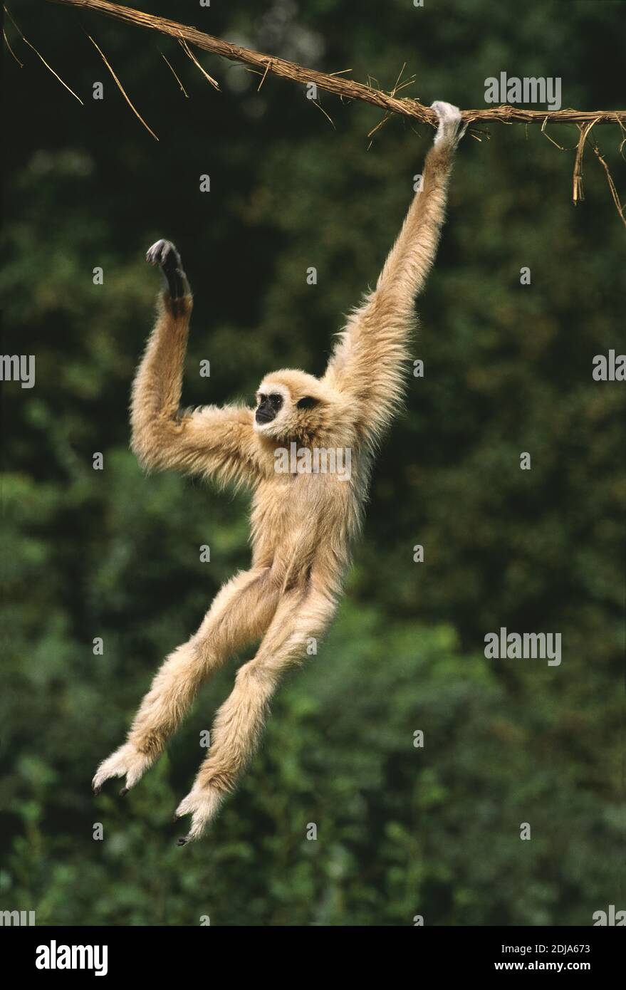 White Handed Gibbon Hylobates Lar Adult Hanging From Liana Stock