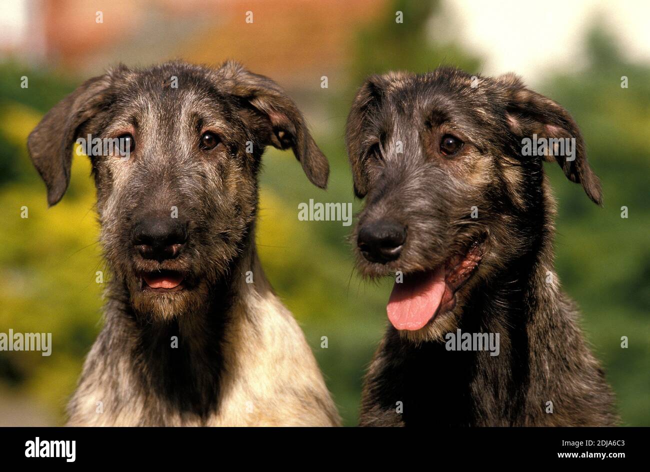 Portrait of Irish Wolfhound Dog Stock Photo