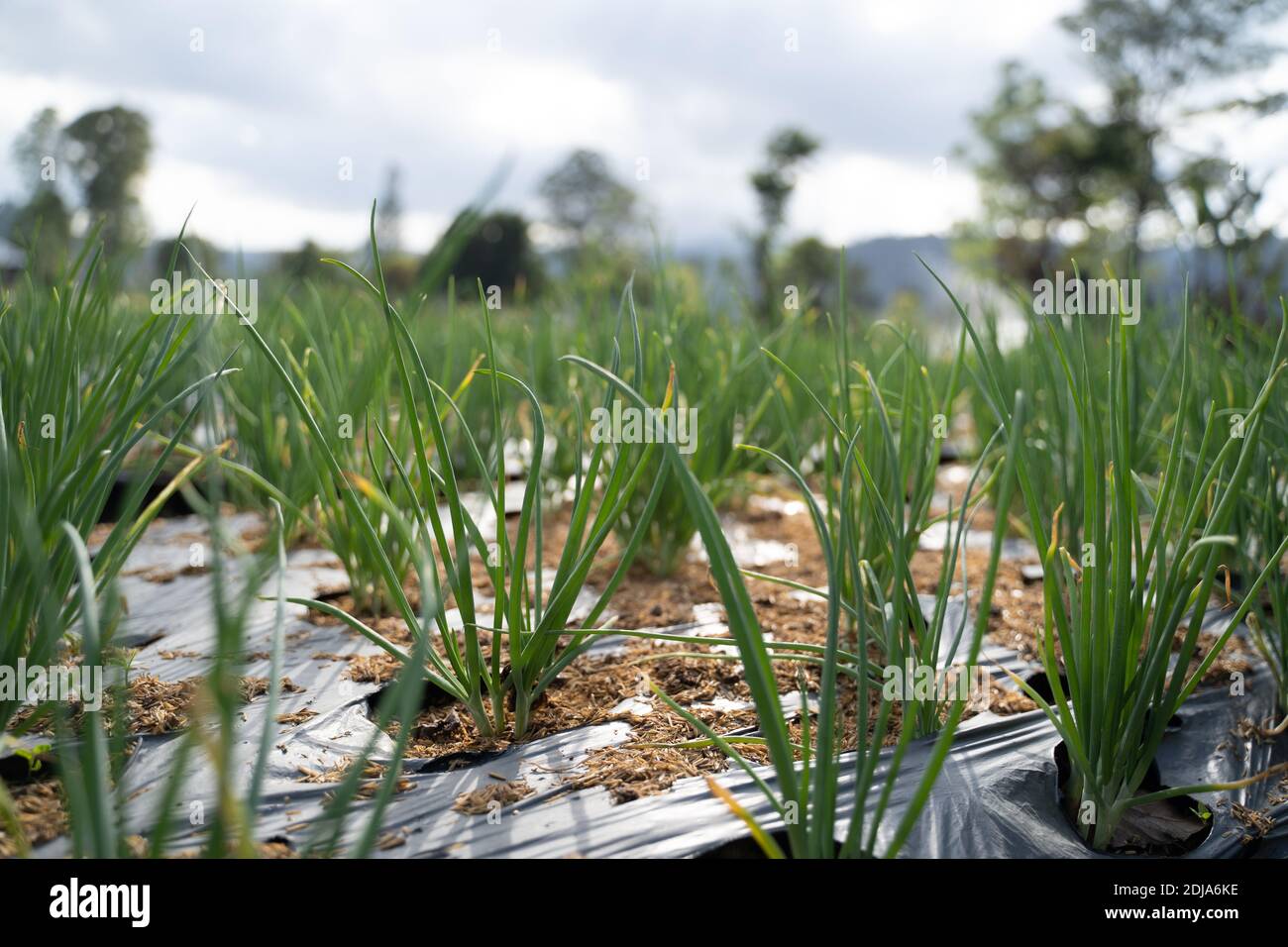 Green onions growing in the garden. Spring vegetables Stock Photo - Alamy