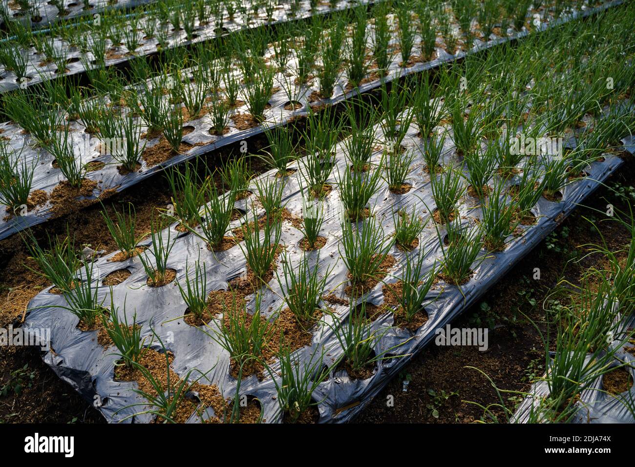 Green onions growing in the garden. Spring vegetables Stock Photo - Alamy
