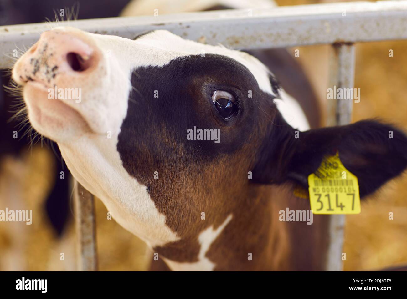 Curious Calf With Ear Tag Number Poking Its Head Through Bars Of The Cage And Looking At Camera