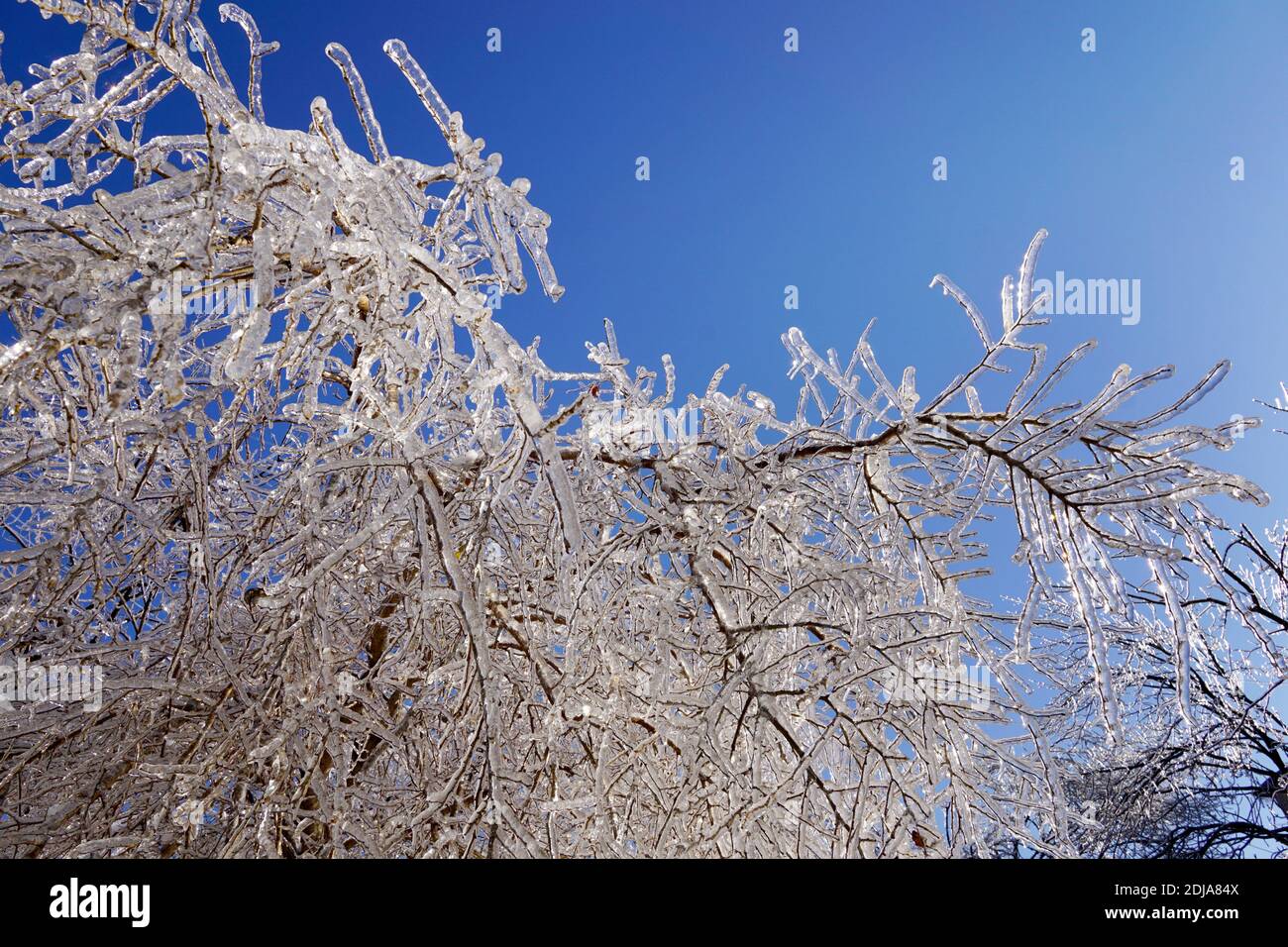 Beautiful ice trees against a clear blue sky. All Branches are completely frozen. Far East of Russia, Vladicostok Stock Photo