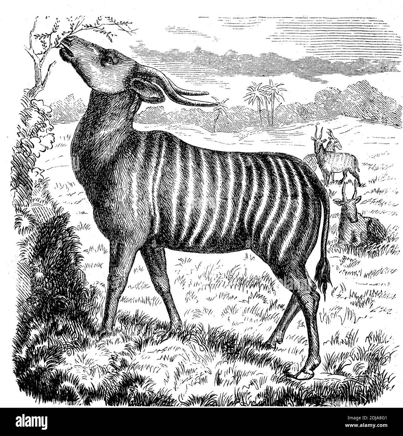 Bongo Animal Drawing