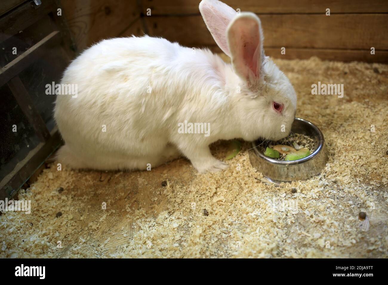 Wooden rabbit hutch hi-res stock photography and images - Alamy