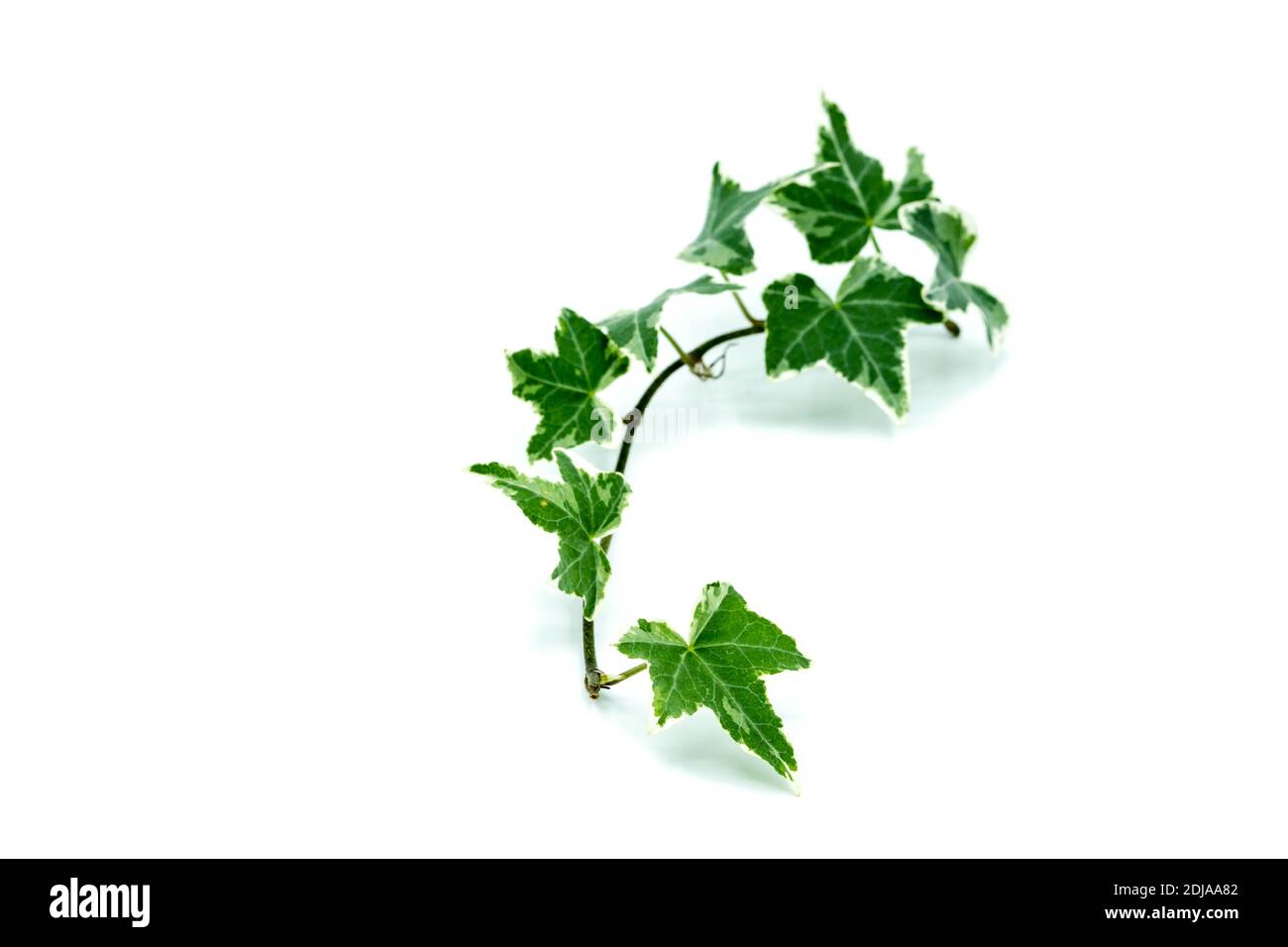 Ivy isolated on white background Stock Photo