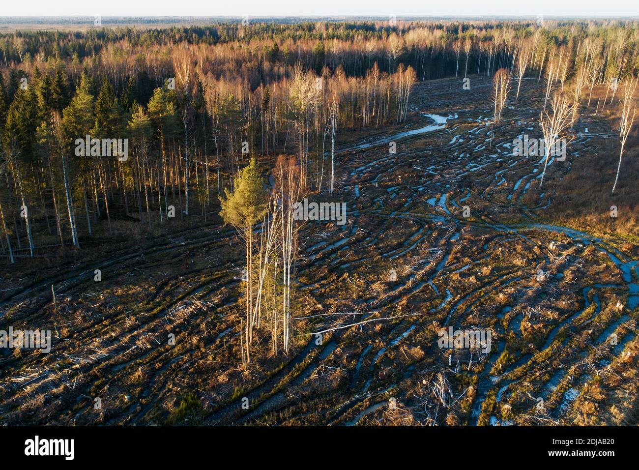 An aerial view of seed trees left on a cfresh muddy clear-cut area in Estonia during autumn , Northern Europe. Stock Photo
