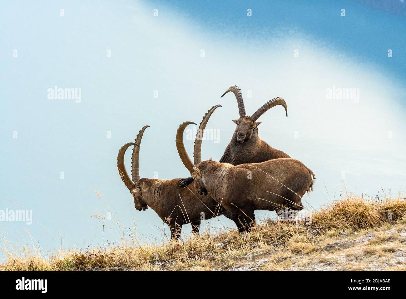 three male ibex in the Bernese Alps Stock Photo