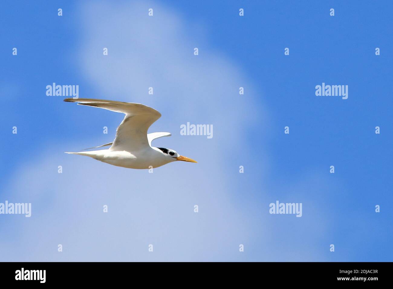 Cabot's Tern (Thalasseus acuflavidus), migratory bird, flying over a blue sky. Santo Amaro, Bahia; Brazil Stock Photo