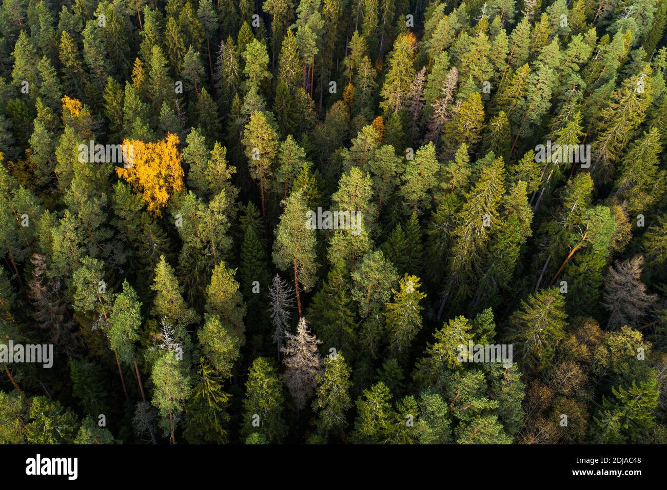 An aerial of an old coniferous forest during an autumn evening in Estonia, Northern Europe. Stock Photo