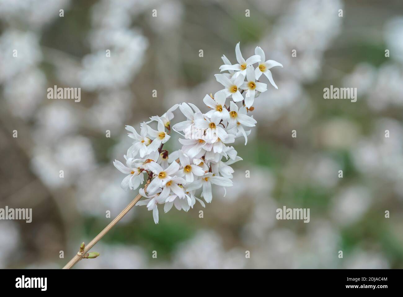 Schneeforsythie (Abeliophyllum distichum) Stock Photo