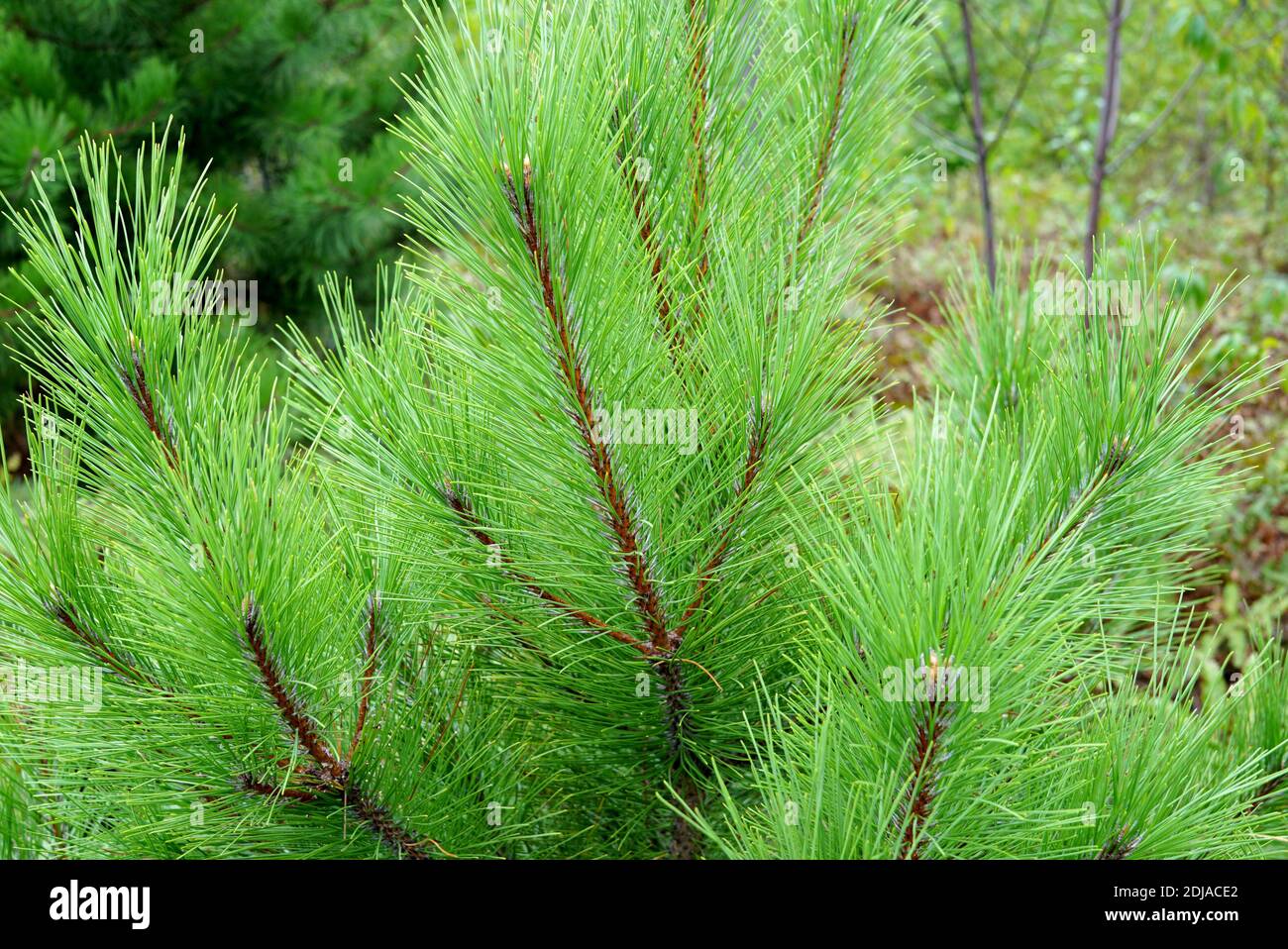 Spruce or cedar, Christmas tree, long bright green needles close-up. Coniferous forest behind the branches of spruce. USA, Michigan, Holland Stock Photo