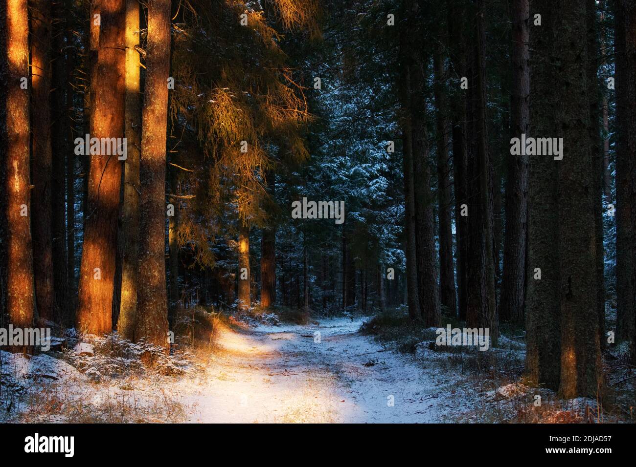 A small path through an old forest during a sunset on a cold and snowy winter day in Estonia. Stock Photo